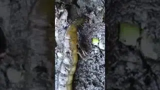 Страшная и ужасная - личинка жука плавунца Dytiscidae