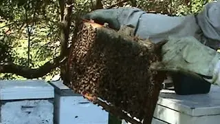 Beekeeping: Strengthening a Weak Hive's Population.