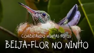 Ninho de beija-flor 