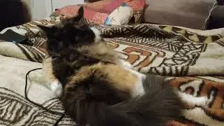 Даша