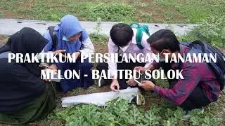 Praktikum Pemuliaan Hibrida - Persilangan Tanaman Melon