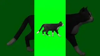 Cat walking green screen video 