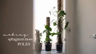 Making sphagnum moss poles for my houseplants