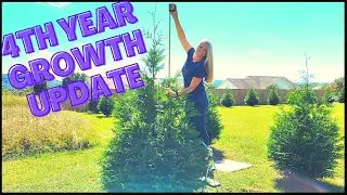 4th Year Green Giant Growth Update | How Fast Do Thuja Green Giant Arborvitae Really Grow?
