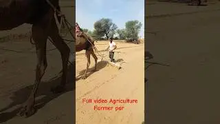 आल्यो जी चैक करो ऊंट आलो कंप्यूटर करायो camel farming in Rajasthan