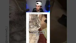 THIS CAT IS CONNECTED TO WIFI.. 😭