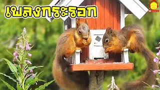 เพลงกระรอกตัวจริง กระรอกตัวเป็นๆ Squirrel song