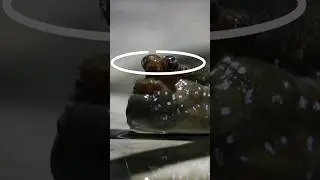 Hem Suda Hem Karada: Çamur Zıpzıplarının Gözleri ve Evrimsel Avantajları