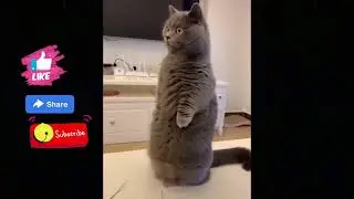 Funny cats messing around the house | Cute acts acting smart | Cute Pets Kingdom