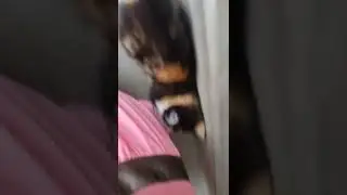Cat Crash