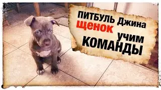 Обучаю щенка командам Питбуль Джина 2 месяца