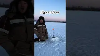 Щука на жерлицу. Шакша 