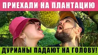 КАК РАСТУТ ФРУКТЫ В ТАИЛАНДЕ? УВИДЕЛИ СВОИМИ ГЛАЗАМИ!