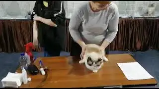Анна Назарова и Ребекка на ринге Кошки. 6 марта 2021