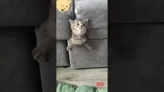 Funny cats #funnycats