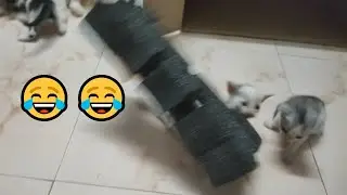 Funny Cat - Short Funny Cats Video