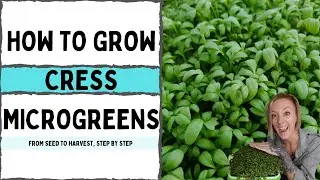 How to Grow Cress Microgreens — One of the Fastest Crops!