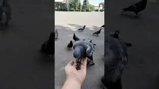 Кормление голубей с руки #shorts