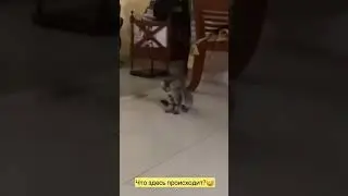 kucing joget 😂😂
