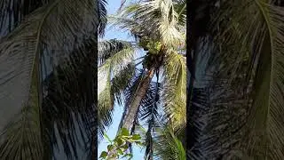 Как собирают кокосы