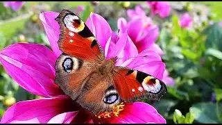 Aglais io, European Peacock Butterfly