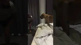 Big Boerboel MMA   