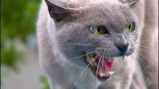 Бешенство у кошки  --- симптомы бешенства у кота, котенка