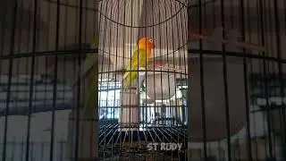 burung lakbet gacor
