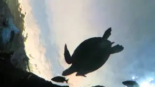 Turtles at Ripley's Aquarium -Downtown Toronto