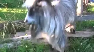 goat funny dancing // козел забавно танцует