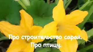 Строю сарай. Утята. Гусята. Осы. Собрали кабачки. Про энергетиков.