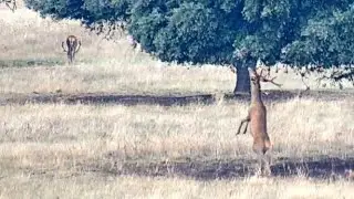 Primillar y la raña  - 🔴DIRECTO Parque Nacional de Cabañeros
