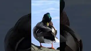 Duck