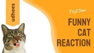 funny cat videos 2021 -  funny cat toy reaction compilation 😹🤩 cute cat videos try not to laugh 😂