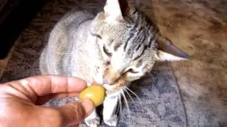 My cat Tiger enjoying an Olive with Jalapeno & Garlic!!