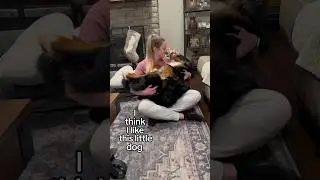 My Big Fluffy Dog Thinks She’s a Lap Dog🥹😂 I Think I Like This Little Dog audio by ​⁠@DougThePug