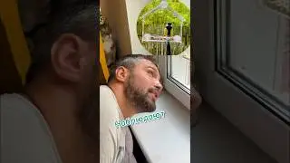 Наблюдаем за птичками🐦 #кормушкадляптиц #птицы #котики