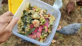 Lucky Chickens Eating Food scraps 1/6/24