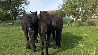 🥁🔊Гарні у Романа кобили🔥💪💯🌺 можливий продаж Панами💰💸☎️
