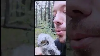 Глаза сов становятся неподвижны, если дунуть в ухо