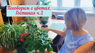 Комнатные цветы в гостиной🌱.Особенности роста и ухода.Фикус, мирт, цикламен, сансеверия и другие🌺.