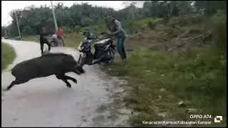 BABI BESAR HAMPIR NUMBRUK PARA PEMBURU ( PORBI KAMPUT ) BASOSO TUH SANAK