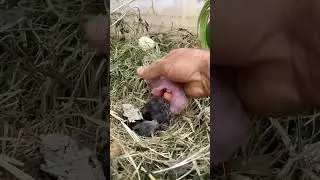 What nest is this? 