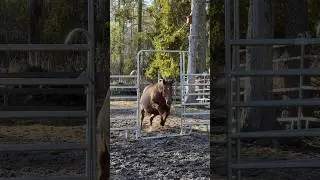 Ever seen a pregnent mare do this?😜🔥 #horse #shorts #funnyhorse