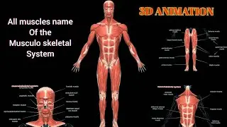all muscles name of the musculoskeletal system #3danimation #muscles #musculoskeletalsystem #anatomy