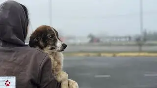 A puppy that was born very poor