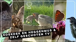 Heggenmussen voeren koekoek, notenkraker en kleine vuurvlinder | Zelf Geschoten | Vroege Vogels