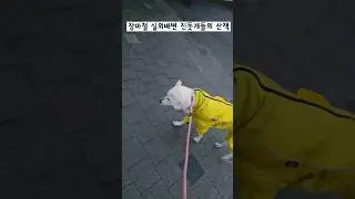 실외배변 진돗개들, 죽음의 장마철 산책.... / 진돗개 진주, 밀크 #백구 #강아지 #반려견 #강아지일상 #dog #대형견 #반려동물