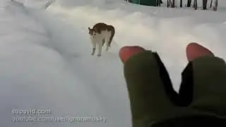 Как лев рычит