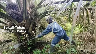 Dodos SBL super Tajam, sekali tebas pelepah Putus